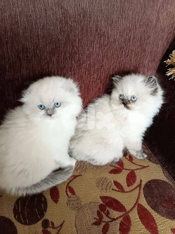 ragdoll female and male 4