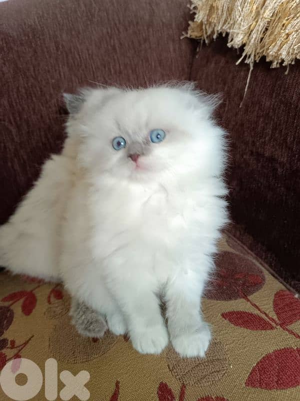 ragdoll female and male 5