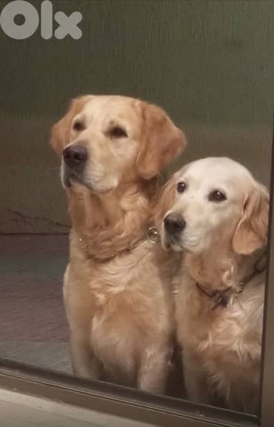 golden retiever king size