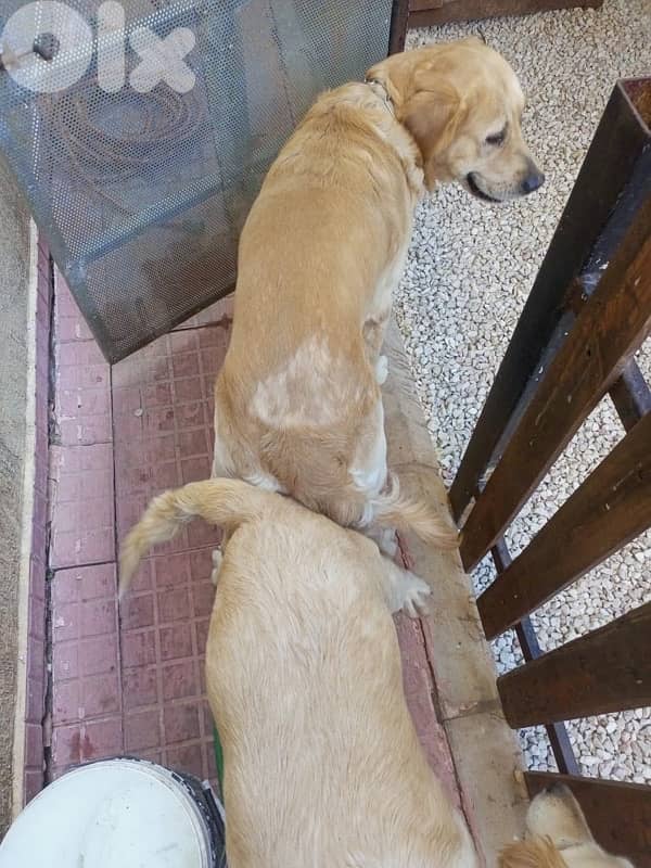 golden retiever king size 1