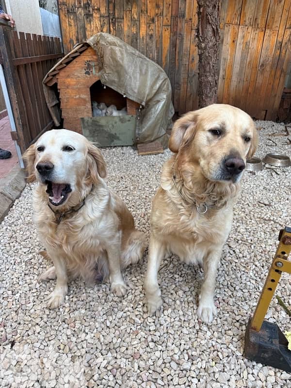 golden retiever king size 2