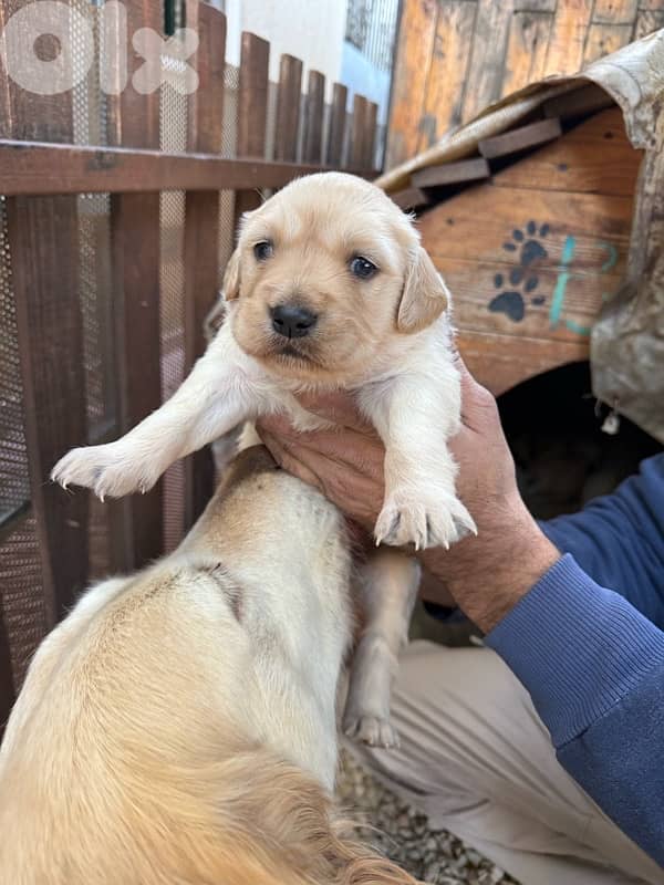 golden retiever king size 3