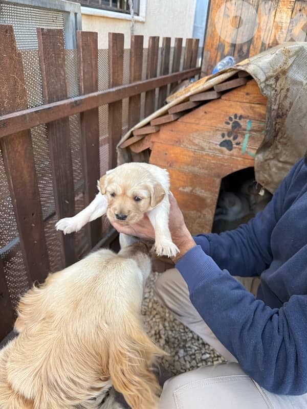 golden retiever king size 4