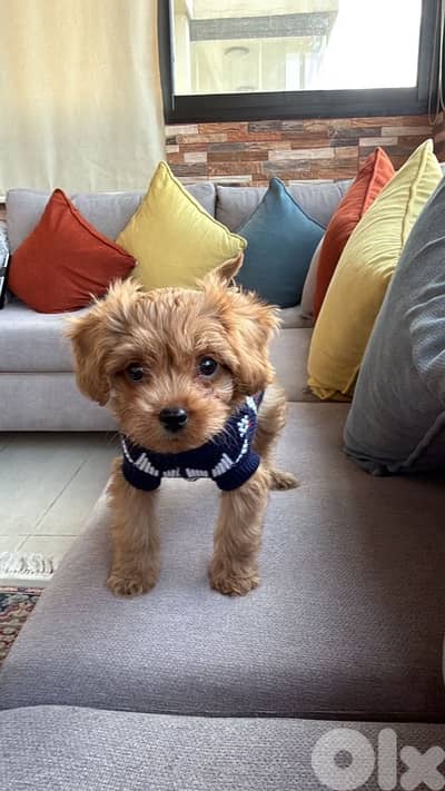 maltipoo dog brown color