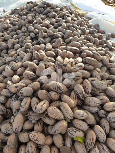 Pecan Nuts جوز أمريكي