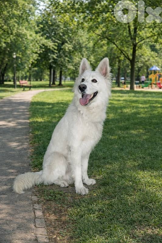 spitz pomeranian and swiss sheperd 1