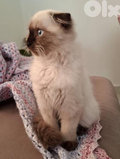 Himalayn scottish mix