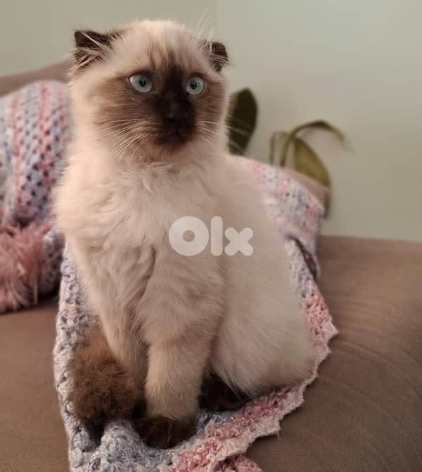 Himalayn scottish mix 1