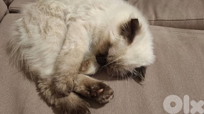 Himalayn scottish mix 2