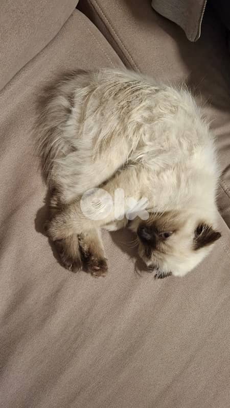 Himalayn scottish mix 3