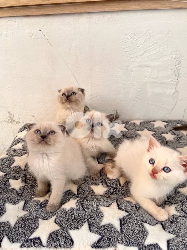 Scottish Himalayan 1