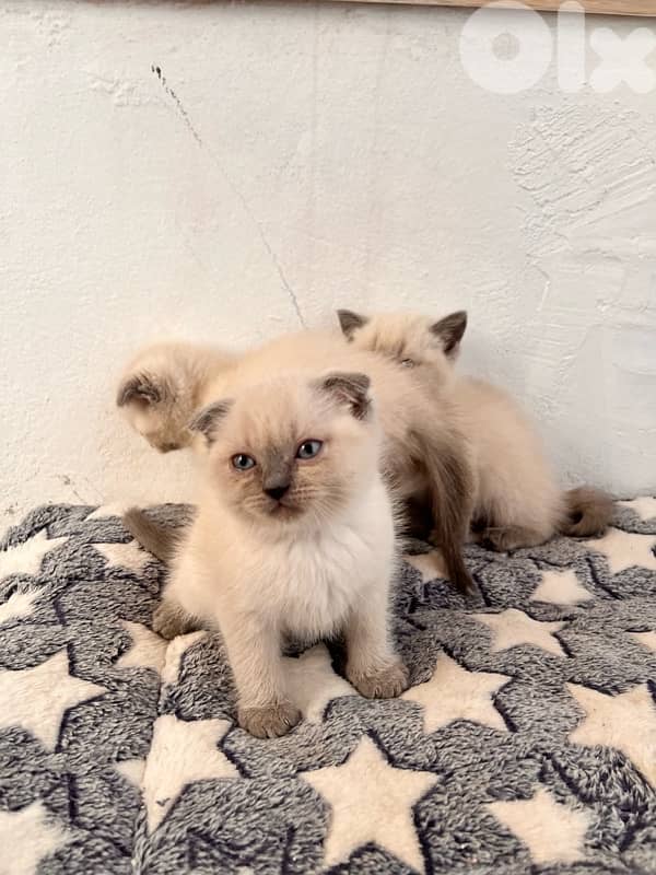 Scottish Himalayan 2