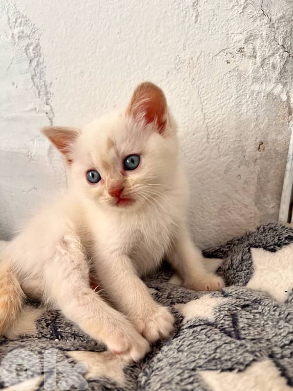 Scottish Himalayan 3