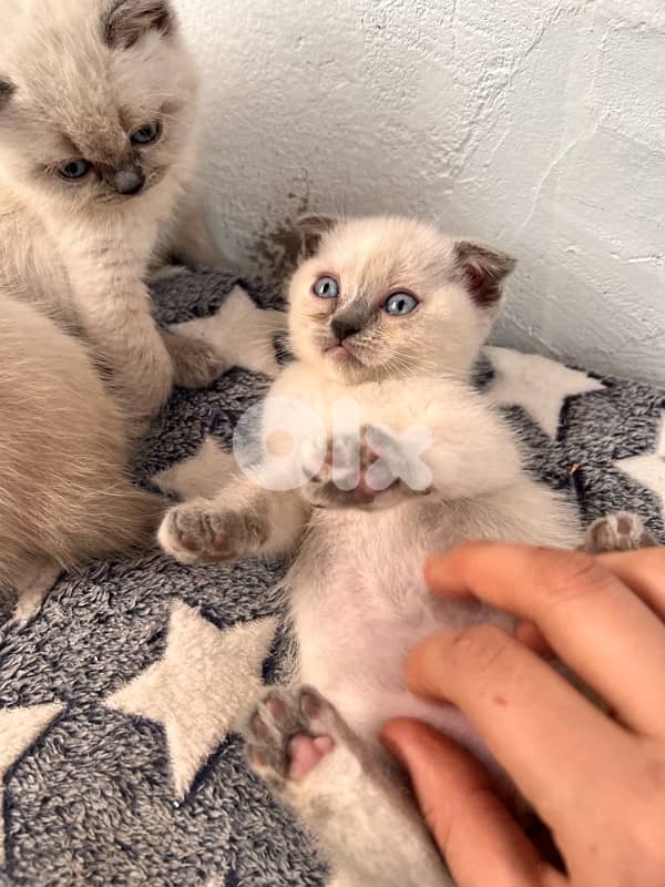 Scottish Himalayan 4