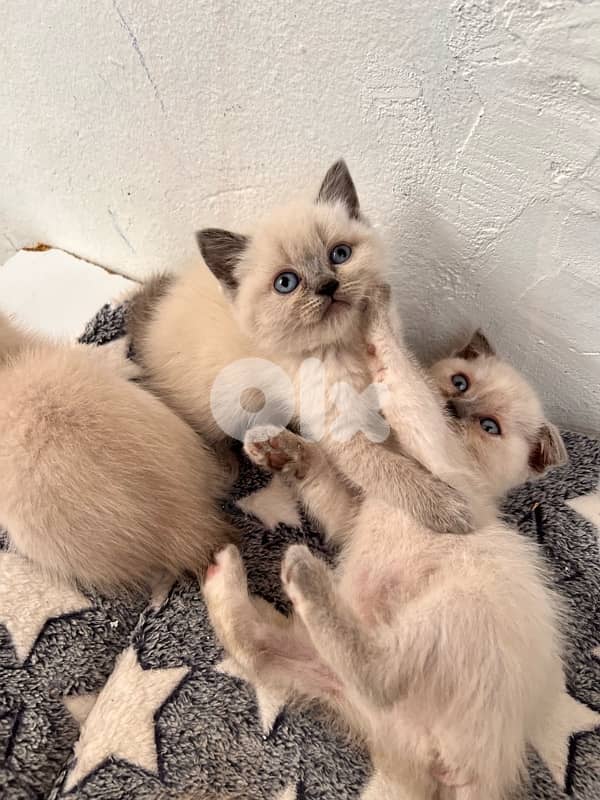 Scottish Himalayan 5