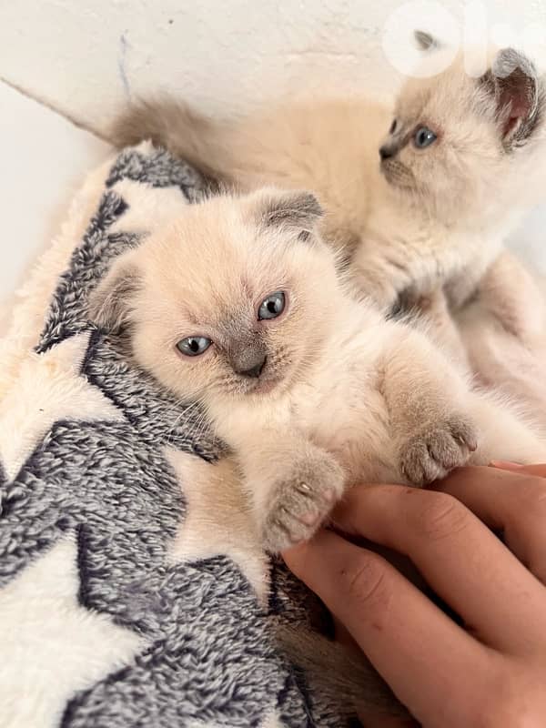 Scottish Himalayan 6