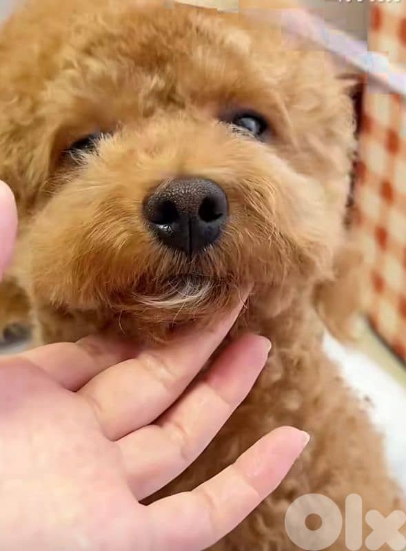 professional  groomer 8