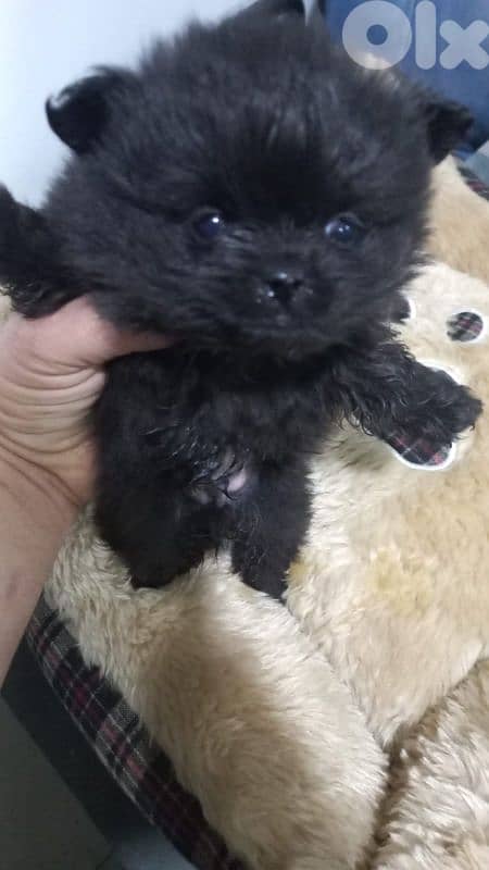 pomeranian for sale 1