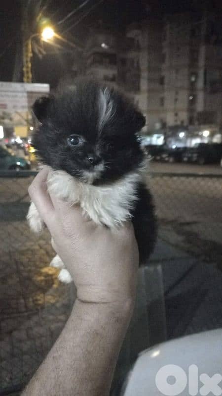 pomeranian for sale 2