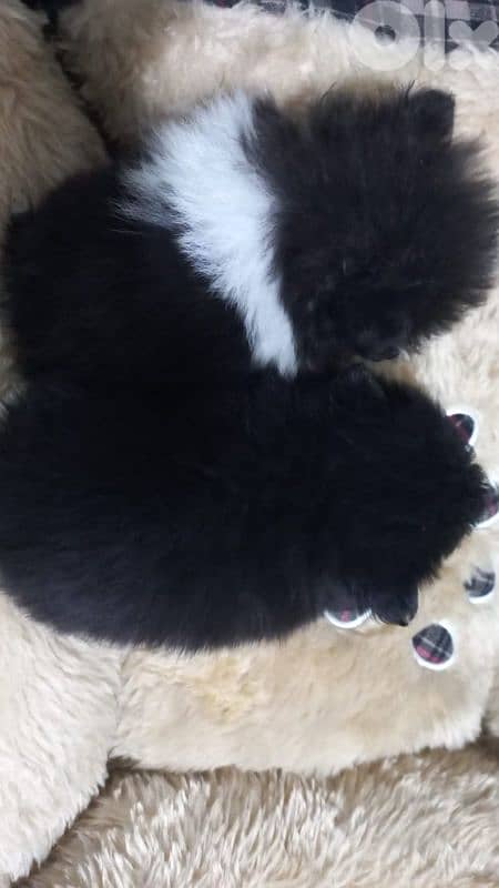 pomeranian for sale 3