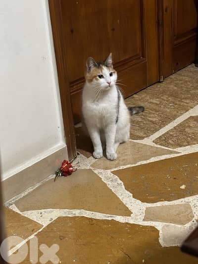 !!Available now!!Charming little kitty waiting for you