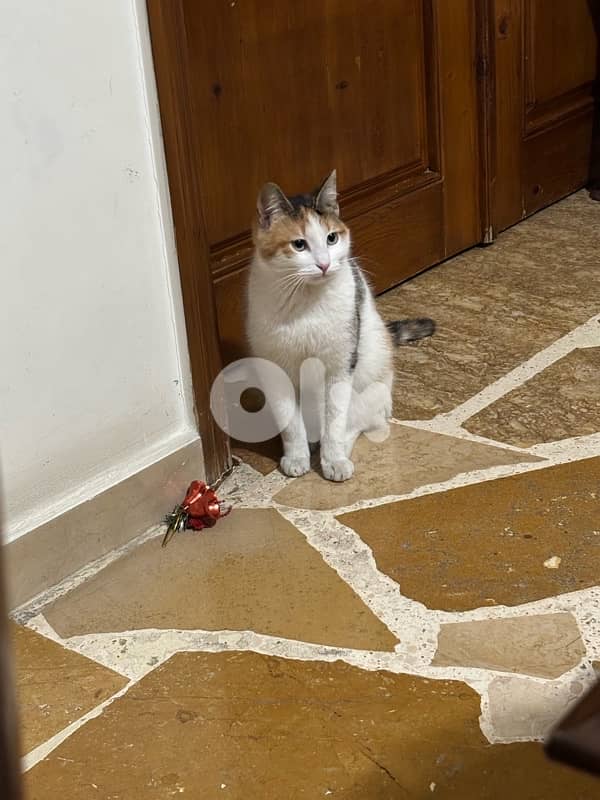 !!Available now!!Charming little kitty waiting for you 1