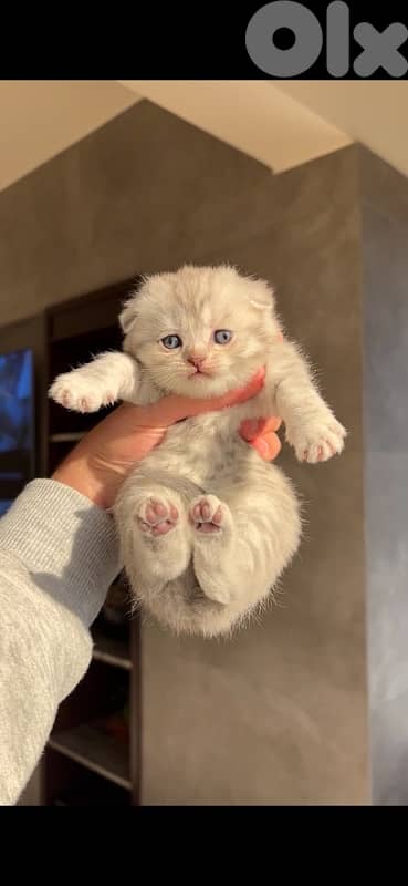 scottish marble for sale