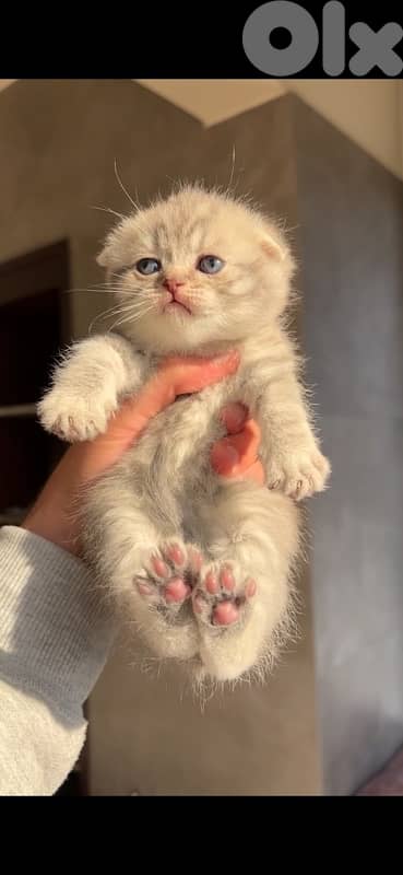 scottish marble for sale 1