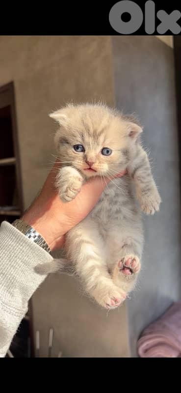 scottish marble for sale 2