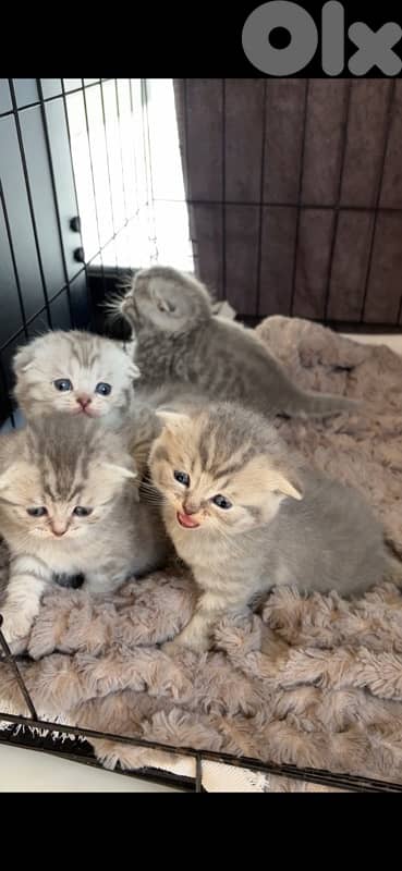 scottish marble for sale 3