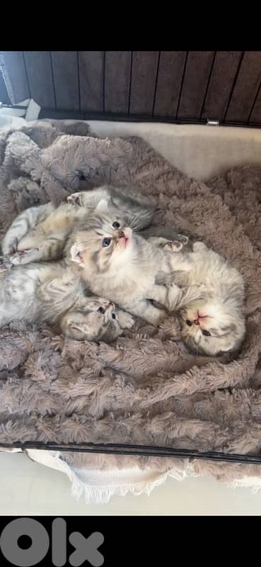 scottish marble for sale 4