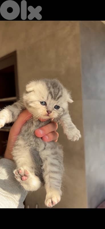 scottish marble for sale 5