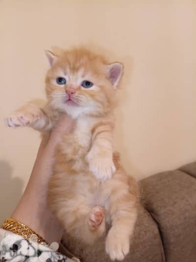 Scottish and British 81102512 for contact