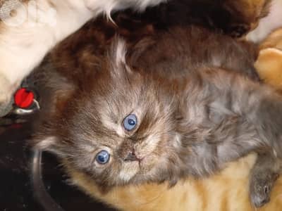 Scottish for contract 81102512