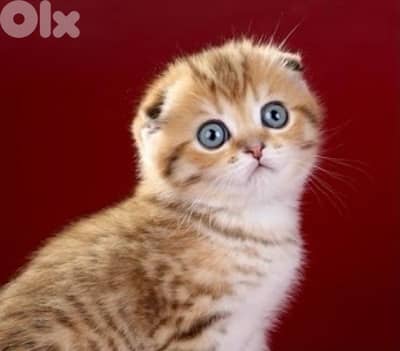 scottish gold 70485808