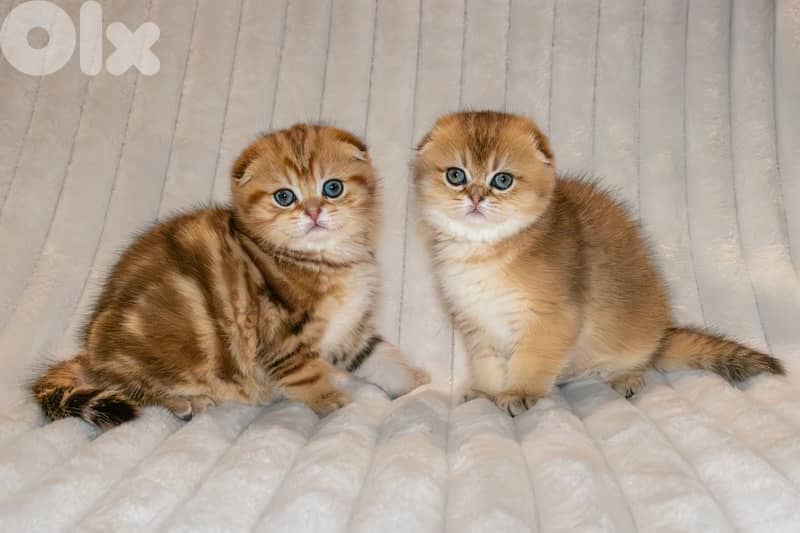 scottish gold 70485808 1