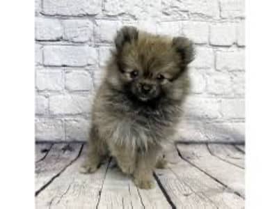 pomeranian puppy pomeranian puppy