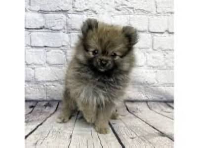 Pomeranian puppy