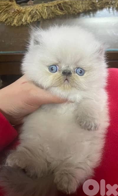 Meet Prince Cloud ! serious Himalayan breed enthusiasts