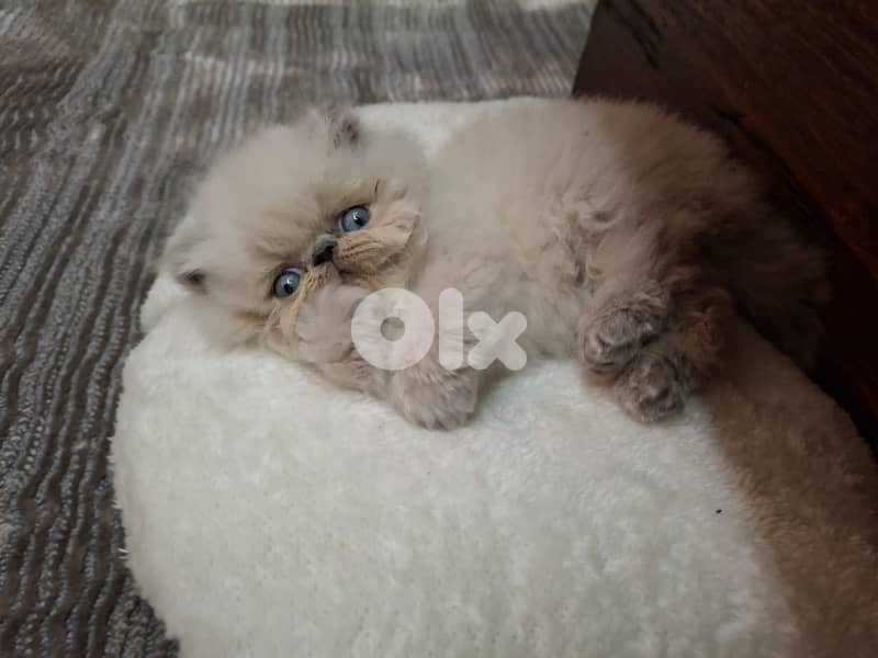 Meet Prince Cloud ! serious Himalayan breed enthusiasts 1