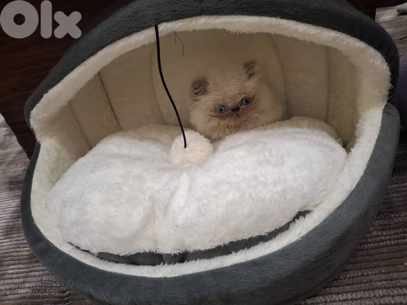 Meet Prince Cloud ! serious Himalayan breed enthusiasts 2