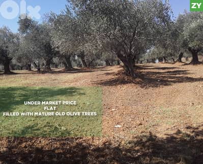 Under Market Price, zgharta, Kferchakhna/زغرتا , كفرشخناREF#ZY131656