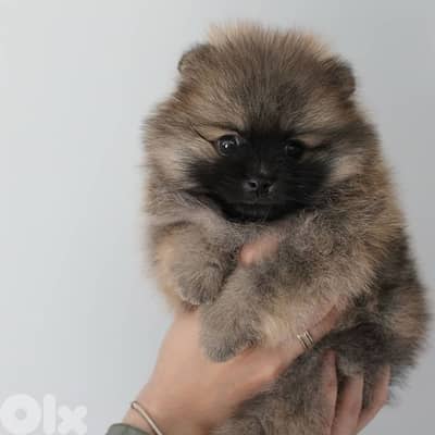 Mini Pomsky Imported puppy