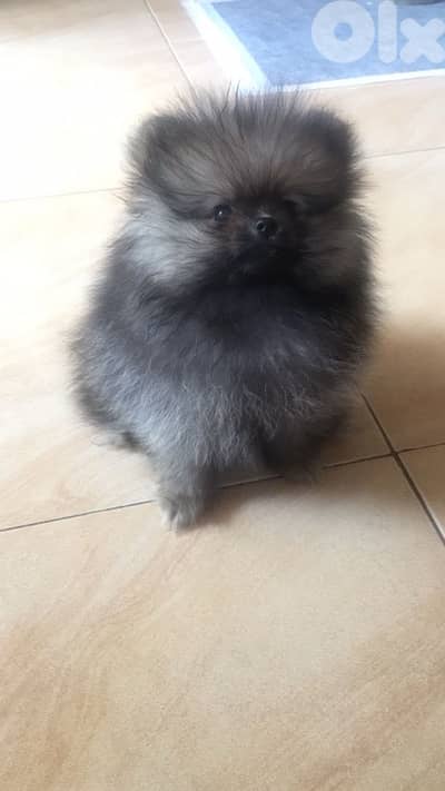 Imported Pomsky puppy delivery available