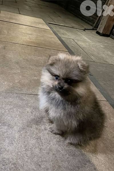 Mini Pomsky puppy imported Mini Pomsky puppy imported