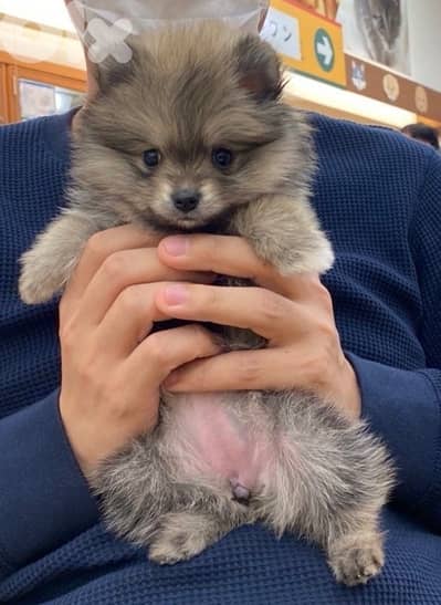 Pomsky Imported puppy