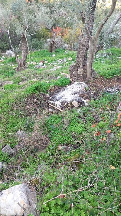 ارض زراعية للبيع