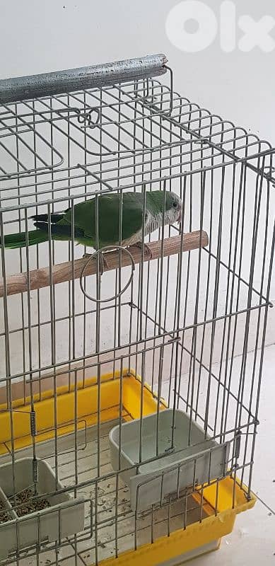 دكر كويكر بالغ حاضر للزواج