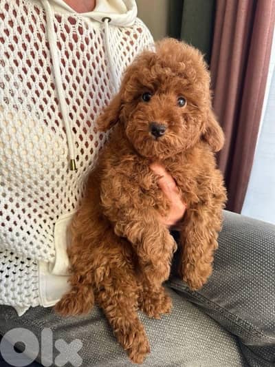 red brown miniature poodle puppy female imported parents