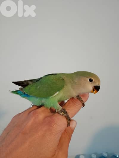 بيروت طريق الجديده